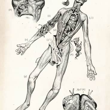 Xenology Dissection: T’au by Tiernen Trevallion