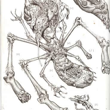 Xenology Dissection: Q’Orl by Tiernen Trevallion