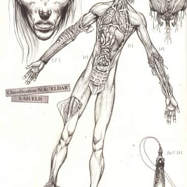 Xenology Dissection: Eldar by Tiernen Trevallion