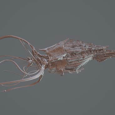 Feeder Tentacles by ND ZK