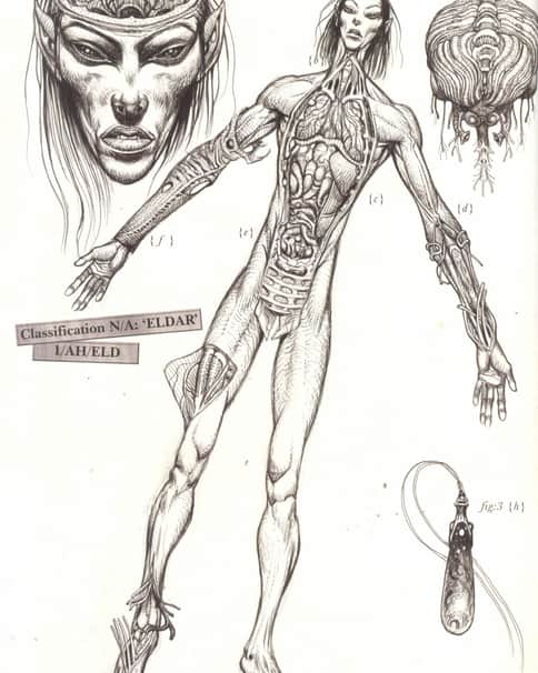 Xenology Dissection: Eldar by Tiernen Trevallion