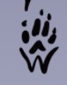 Wolfdawg Art  Signature