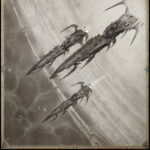 Drukhari Fleet by Anastasiya Landasseln (NaissRyo | naiss_ryo)