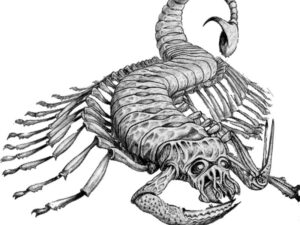Warhammer 40K Catachan Devil Artwork